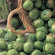 Thompson and Morgan Brussels Sprout : Bedford Fillbasket