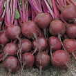 Thompson and Morgan Beetroot : Globe : Boro F1 - Organic