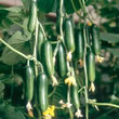 Thompson and Morgan Cucumber : Cucino F1 Hybrid
