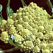 Thompson and Morgan Broccoli : Romanesco