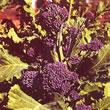 Thompson and Morgan Broccoli : Early Purple Sprouting