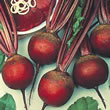 Thompson and Morgan Beetroot : Globe : Detroit 6 : Rubidus