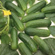 Thompson and Morgan Cucumber  :  Gherkin : Diamant F1 Hybrid