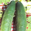 Thompson and Morgan Cucumber : Burpless Tasty Green F1