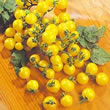 Tomato : Balconi Yellow