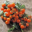 Tomato : Balconi Red