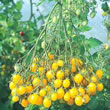 Tomato : Ildi