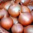 Thompson and Morgan Seeds Onion : Hi Keeper F1 Hybrid