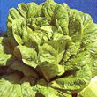 Thompson and Morgan Lettuce : Cos : Little Gem