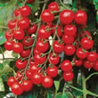 Tomato : Suncherry Premium F1 Hybrid