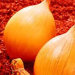 Thompson and Morgan Seeds Onion : Ailsa Craig : Giant/Show Vegetable