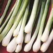 Thompson and Morgan Seeds Onion : Bunching/Spring : White Lisbon