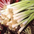 Thompson and Morgan Seeds Onion : Bunching/Spring : Winter White Bunching