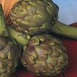 Thompson and Morgan Artichoke : Globe : Green Globe Improved F1