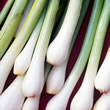 Thompson and Morgan Seeds Onion : Bunching/Spring : White Lisbon - Organic