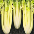 Thompson and Morgan Celery : Galaxy (Lathom Self Blanching)