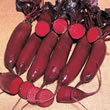 Thompson and Morgan Beetroot : Alto F1 Hybrid