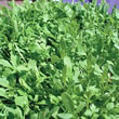 Thompson and Morgan Cress : Polycress