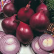 Thompson and Morgan Seeds Onion : Red Baron