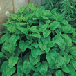 Thompson and Morgan Lemon Balm  :  Herb : Lemon Balm