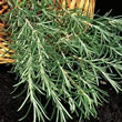 Thompson and Morgan Rosemary  :  Rosemary