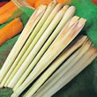 Thompson and Morgan Lemon Grass  :  Herb : Lemon Grass