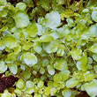 Thompson and Morgan Cress : Water Cress