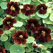 Thompson and Morgan Nasturtium majus Black Velvet