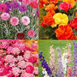 Thompson and Morgan Easy Annuals Collection