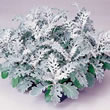 Thompson and Morgan Senecio cineraria Silver Dust