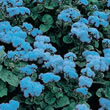 Thompson and Morgan Ageratum houstonianum Blue Mink