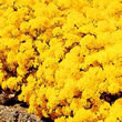 Thompson and Morgan Alyssum saxatile Golden Queen