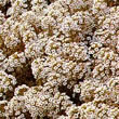 Thompson and Morgan Alyssum maritima procumbens Carpet Of Snow