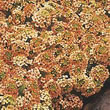 Thompson and Morgan Alyssum maritima procumbens Apricot Shades