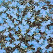 Thompson and Morgan Lobelia erinus compacta Cambridge Blue