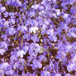 Thompson and Morgan Lobelia pendula Blue Cascade