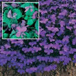 Thompson and Morgan Lobelia erinus compacta Crystal Palace Compacta