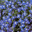 Thompson and Morgan Lobelia erinus compacta Mrs Clibran Improved