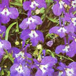 Thompson and Morgan Lobelia pendula Sapphire