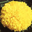 Thompson and Morgan African Marigold  :  Tagetes erecta Discovery Yellow F1