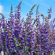 Thompson and Morgan Rainbow Sage  :  Salvia transylvanica