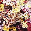 Thompson and Morgan Nemesia strumosa Carnival Mixed