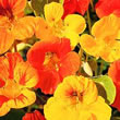 Thompson and Morgan Nasturtium majus Dwarf Compact Mixed