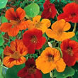 Thompson and Morgan Nasturtium majus Tom Thumb Mixed
