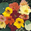 Thompson and Morgan Nasturtium majus Alaska Mixed