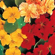 Thompson and Morgan Nasturtium majus Whirlybird Mixed