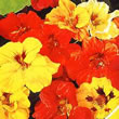 Thompson and Morgan Nasturtium majus Double Gleam Mixed
