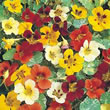 Thompson and Morgan Nasturtium majus Jewel of Africa