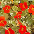 Thompson and Morgan Nasturtium majus Alaska Scarlet