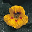 Thompson and Morgan Nasturtium majus Strawberry Ice